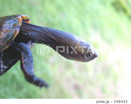 首を長―くして待つカメ 346432