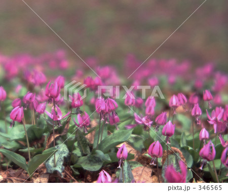 カタクリ 346565