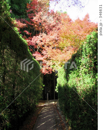 京都の紅葉 346631