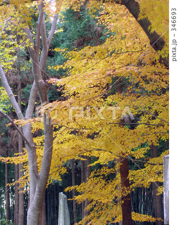 京都の紅葉 京都の紅葉 346693