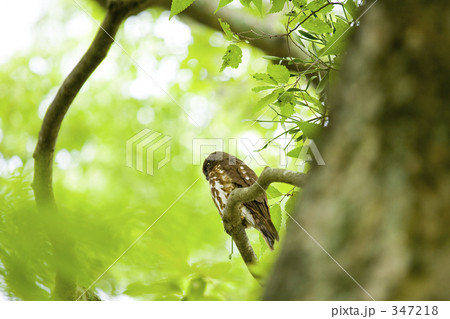 樹上のアオバズク 347218