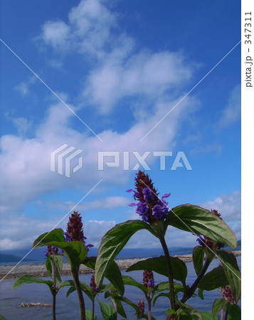 ウツボグサ 347311