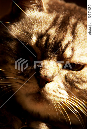 やぶにらみ 347420