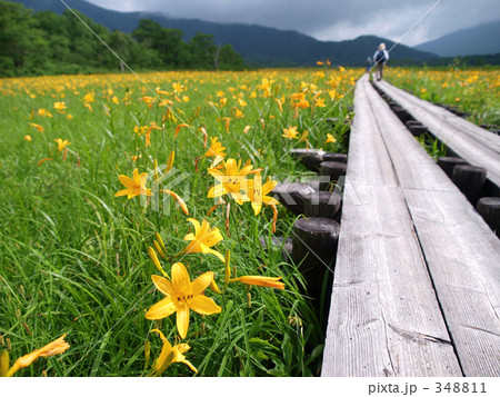 ニッコウキスゲに囲まれて 348811