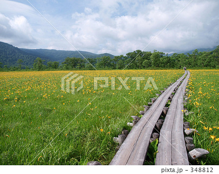 尾瀬の初夏 尾瀬の初夏 348812