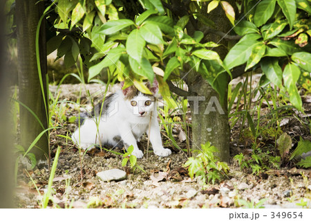 警戒するにゃー 349654