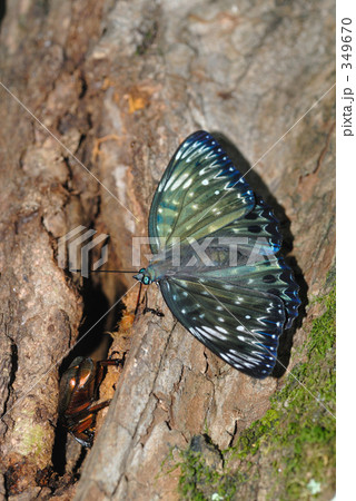 スミナガシ スミナガシ 349670