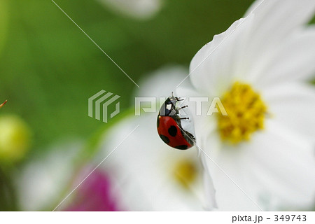 てんとう虫　２ 349743