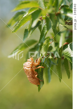 蝉の抜け殻 蝉の抜け殻 349840