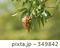蝉の抜け殻 349842