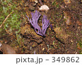 ムラサキホウキタケ 349862