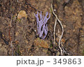 ムラサキホウキタケ 349863