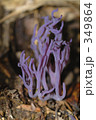 ムラサキホウキタケ 349864
