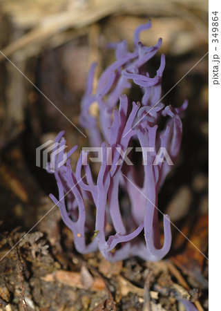 ムラサキホウキタケ ムラサキホウキタケ 349864
