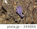 ムラサキホウキタケ 349866