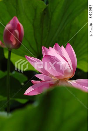 蓮の花 蓮の花 349997