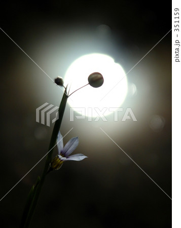 ニワゼキショウ 351159