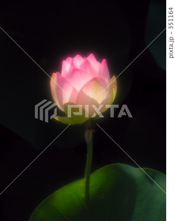 蓮の花 蓮の花 351164
