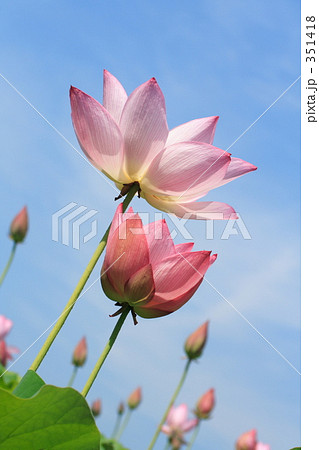 蓮の花・空へ 351418