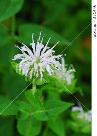 モナルダ・ベルガモット Ⅱ モナルダ・ベルガモット Ⅱ 351446