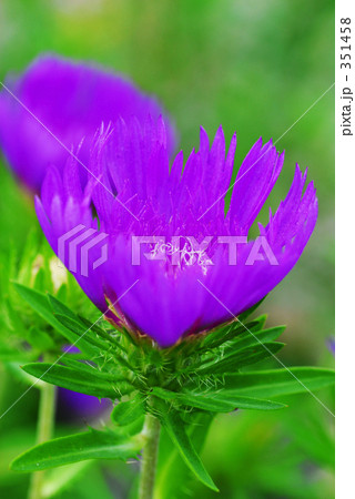 ストケシア  351458