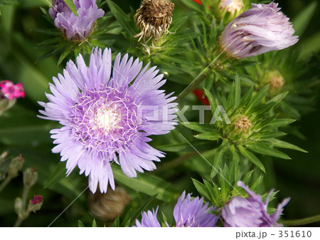 ストケシア 351610