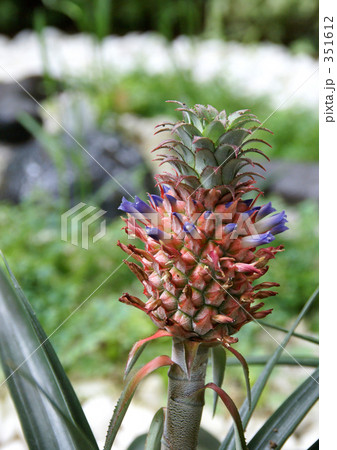 観賞用パイナップル 351612