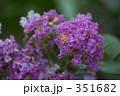 351682