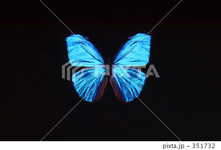 モルフォ蝶 351732