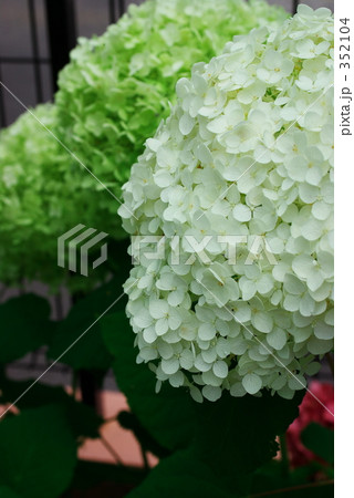 アナベル－０３ 352104