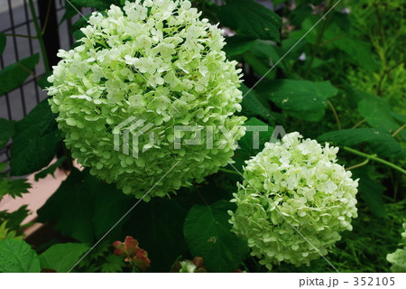 アナベル－０２ 352105