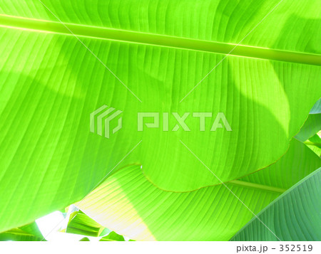 芭蕉の葉 352519