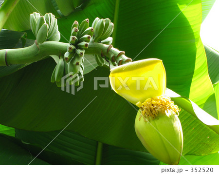 芭蕉の果実 芭蕉の果実 352520
