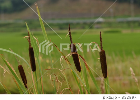 ガマの実 ガマの実 352897