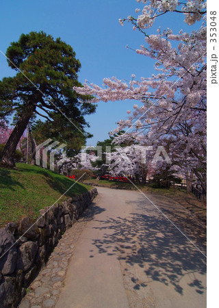 桜の道 353048