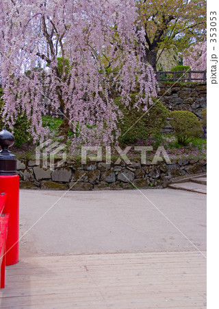 しだれざくら 353053