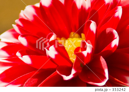 ダリア ダリア 353242