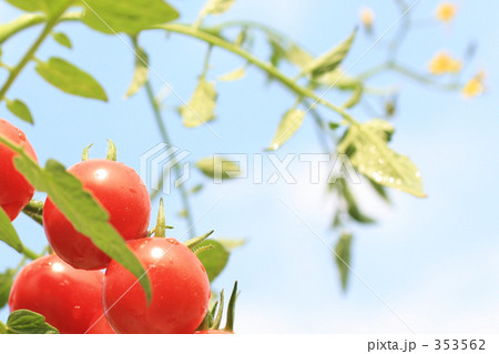 空とプチトマト 353562
