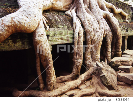 タ・プローム タ・プローム 353844