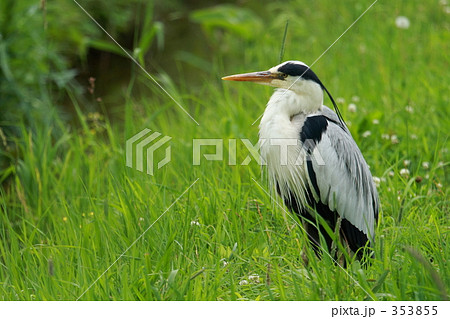 アオサギ アオサギ 353855