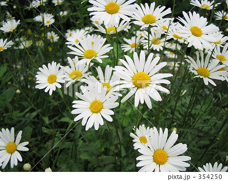 マーガレット 354250