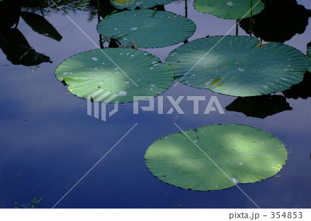 蓮池 蓮池 354853