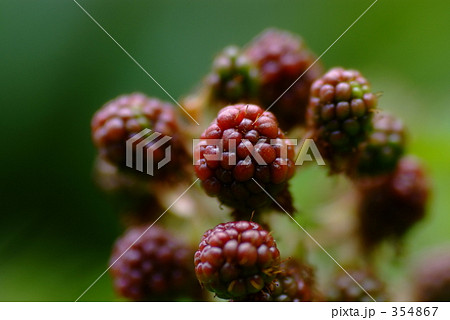 ラズベリー ラズベリー 354867