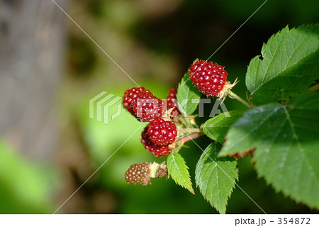 ラズベリー 354872