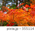 京都高尾の紅葉 355114