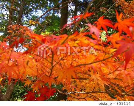 京都高尾の紅葉 京都高尾の紅葉 355114