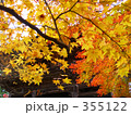 京都高尾の紅葉 355122