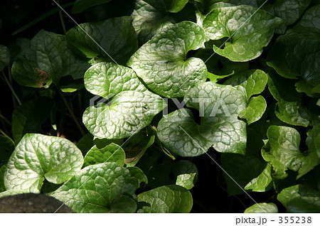 フタバアオイ 355238