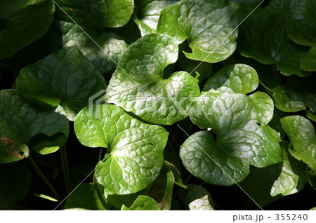 フタバアオイ 355240