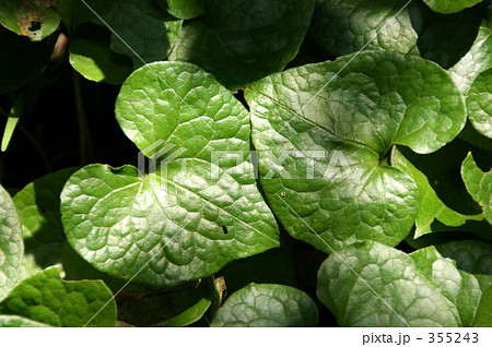 フタバアオイ 355243